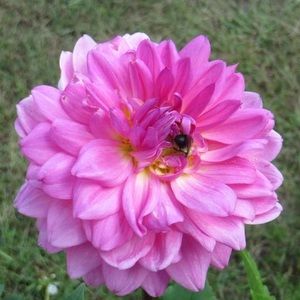 Meet your Posher, Gail